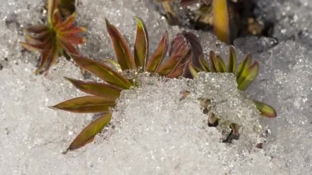 Timelapse imagens de gelo derretendo e neve — Vídeo de Stock