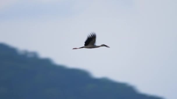 Burung bangau Asia Openbill terbang di langit — Stok Video