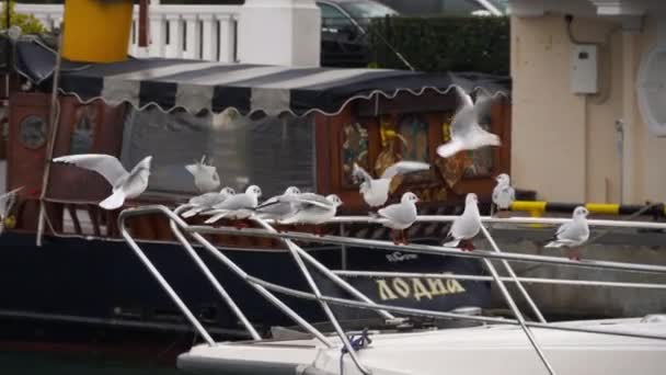 成群结队的海鸥聚集在船舷上 — 图库视频影像