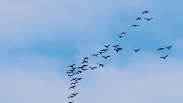 Bandada de cormoranes volando en el cielo. — Vídeos de Stock