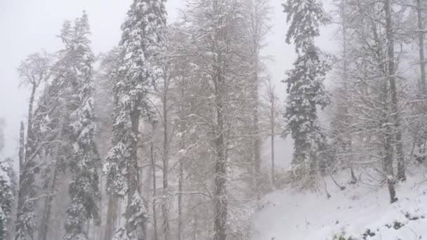 Vista da gôndola de teleférico movingup em queda de neve pesada. — Vídeo de Stock