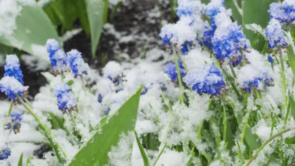 Flores azules de Muscari bajo la nieve — Vídeos de Stock