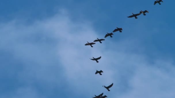 Een kudde aalscholvers die door de lucht vliegen.. — Stockvideo