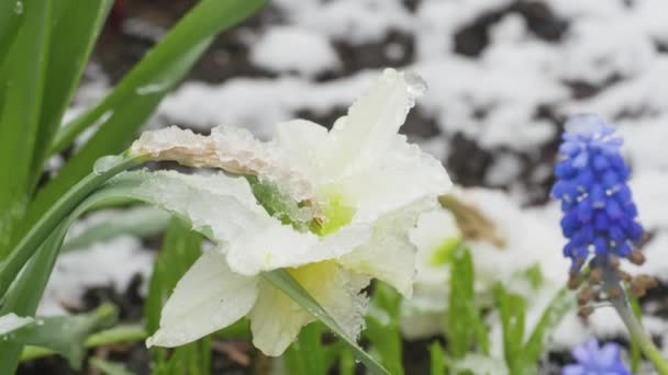 Narzissenblüte unter dem Schnee — Stockvideo