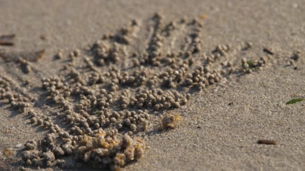 砂の泡カニと砂のボール — ストック動画