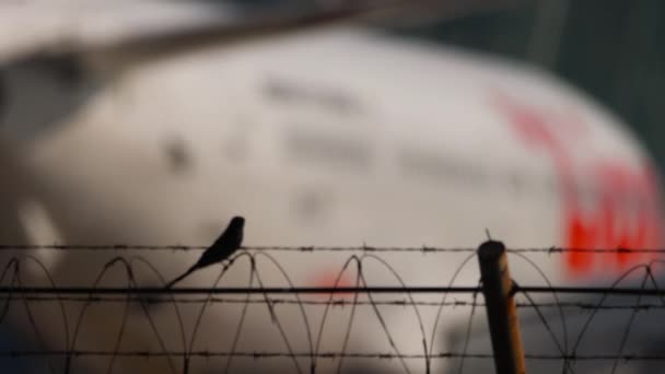 Jet airplane and little bird on fence — Stock Video