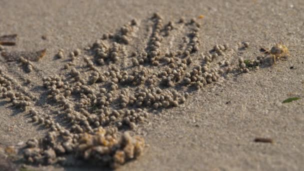 Caranguejo bolha de areia e bolas de areia — Vídeo de Stock