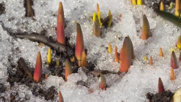 Time-Lapse tiro de nieve derretida — Vídeos de Stock