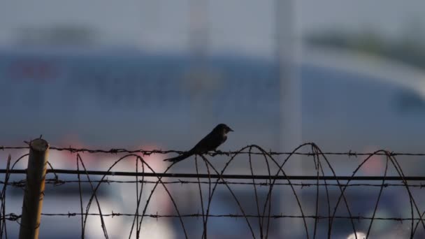 Mały ptaszek na płocie lotniska — Wideo stockowe