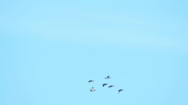 Yaban ördeği uçuyor — Stok video
