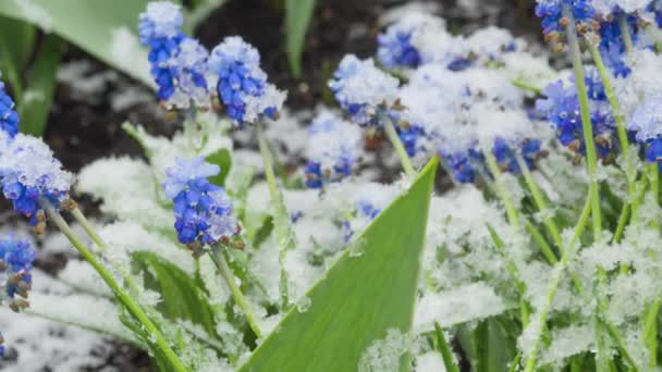 Blauwe Muscari bloemen onder de sneeuw — Stockvideo