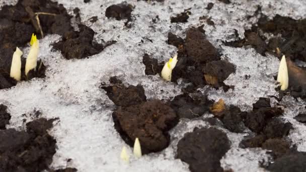 春天融化的雪 — 图库视频影像