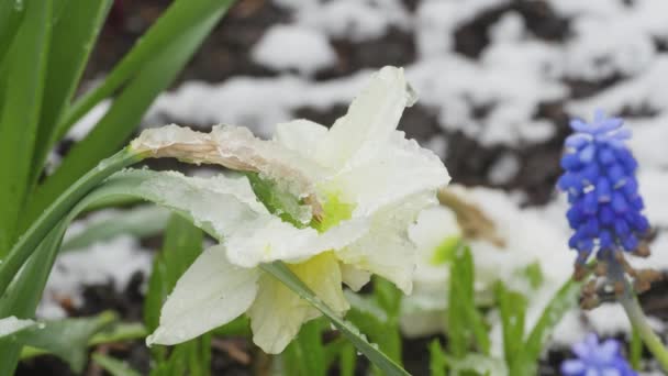 Voorjaarsbloemen onder de sneeuw — Stockvideo