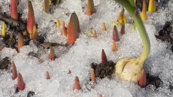 The first sprouts of flowers — Stock Video