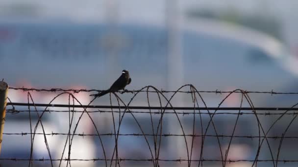 Zwarte Drongo vogel op het hek — Stockvideo