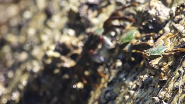 Zeekrab op een steen close-up — Stockvideo