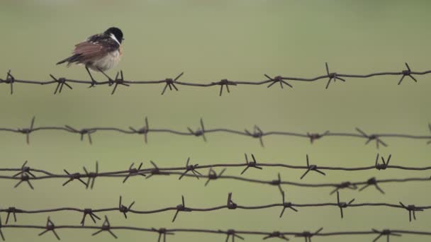 Bird Saxicola close-up — Stock video