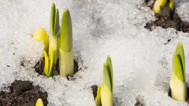 I primi fiori da sotto la neve — Video Stock