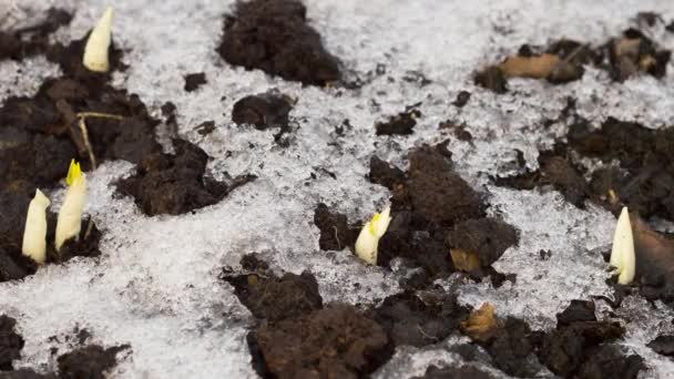 Schnee schmilzt auf dem Boden im Garten — Stockvideo