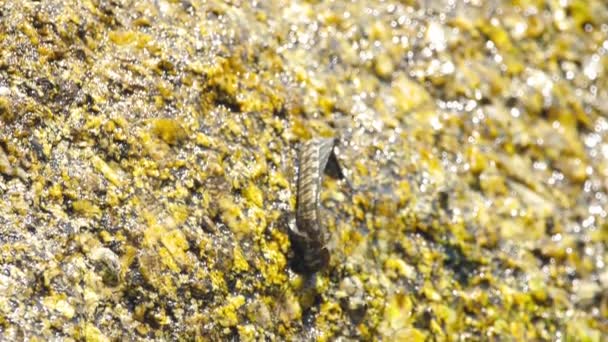 Salto del pesce di mare su una pietra — Video Stock