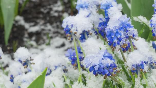 庭の花に雪が降る — ストック動画