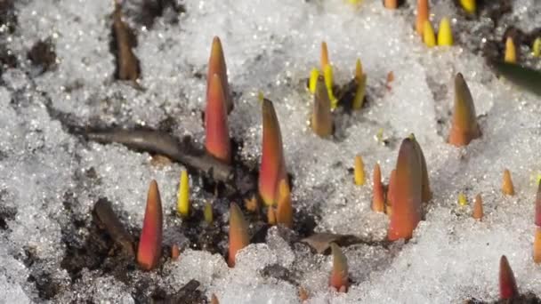 La nieve se derrite en primavera — Vídeos de Stock