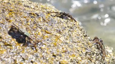 Tropik deniz hayvanları