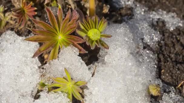 Schneeschmelze im Frühling — Stockvideo