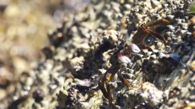 Günbatımında bir yengecin yakın çekimi