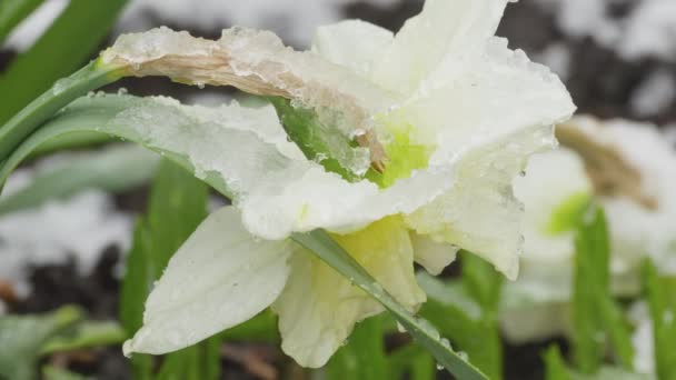 Nieve sobre flores en primavera — Vídeos de Stock