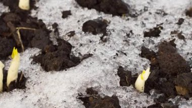 İlk kez bahar toprağında çekim yapar.