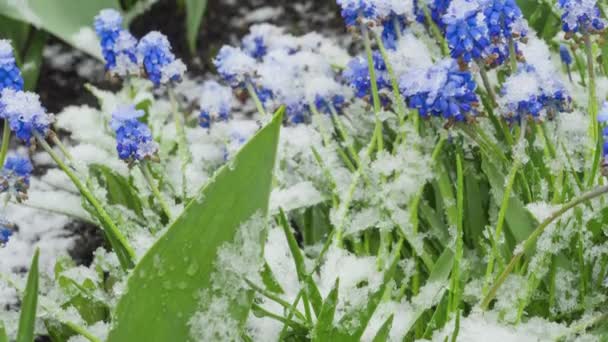 雪が春の花を覆う — ストック動画