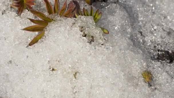 Nieve derretida de primavera. Caducidad — Vídeos de Stock