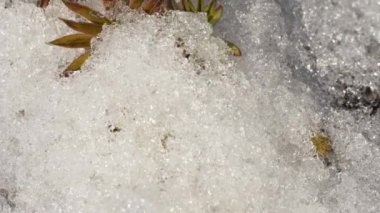 Bahar eriyen kar. Zaman aşımı