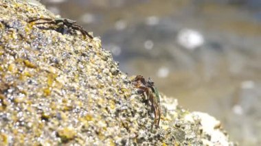 Deniz yengeci Sahilde