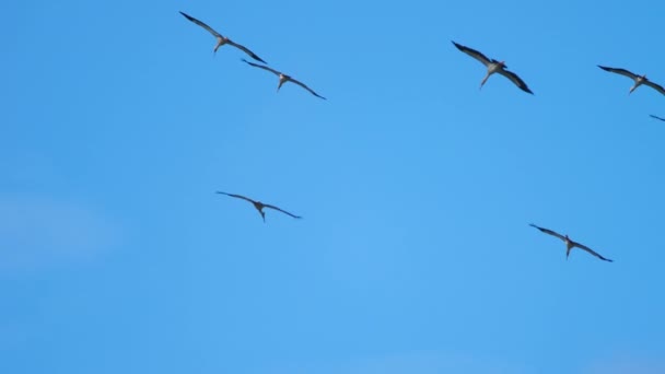 Flock av Openbill fåglar i blå himmel — Stockvideo