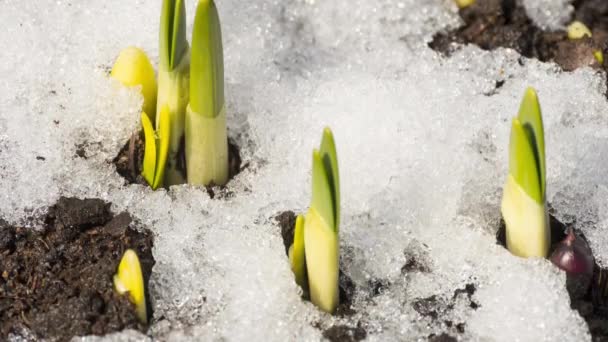 Timelapse lente bloemen van onder de sneeuw — Stockvideo