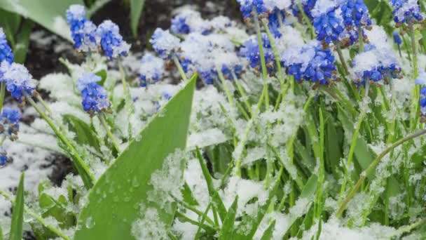 ムスカリの花の雪 — ストック動画