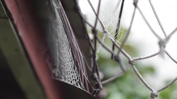 Spider web with dew drops — Stock Video