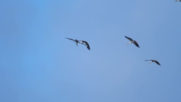 Flockar av fåglar overhead — Stockvideo