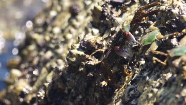 Gros plan d'un crabe sur une pierre — Video