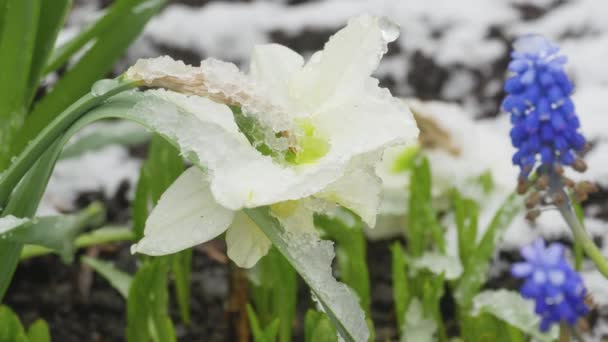 Timelapse flores de primavera de debajo de la nieve — Vídeos de Stock