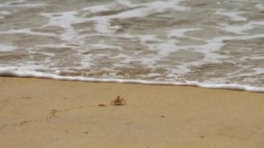 Deniz kenarındaki kumda yengeç