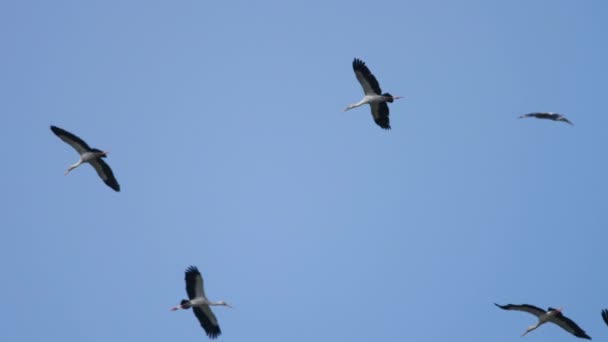 Rebanho de aves por cima — Vídeo de Stock