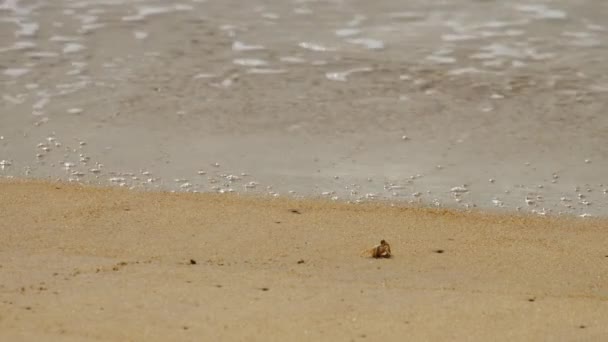 Cangrejo se arrastra a lo largo de la costa arenosa — Vídeos de Stock