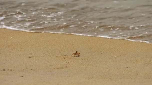 Cangrejo se arrastra a lo largo de la costa arenosa — Vídeos de Stock