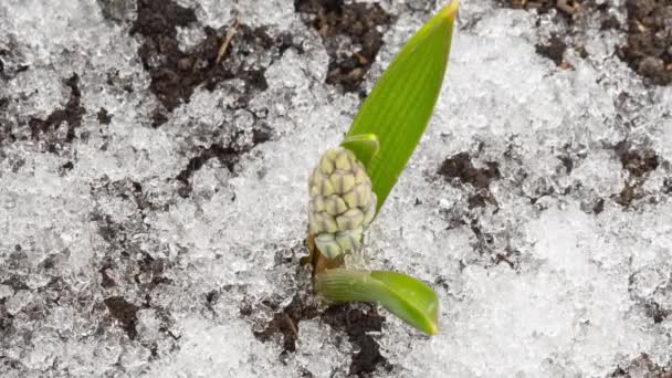 最初の春の花と融雪、時間の経過 — ストック動画