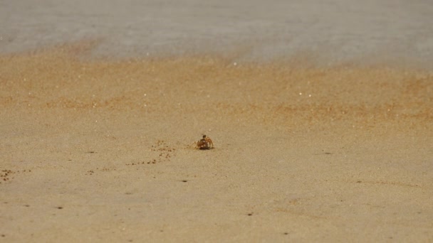 Crabe s'enfuit de la vague de la mer — Video