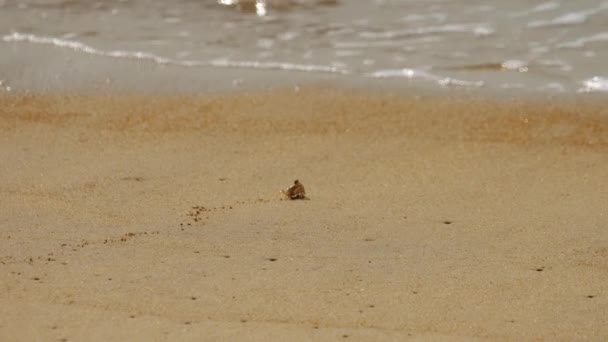 Viajar para uma ilha tropical — Vídeo de Stock