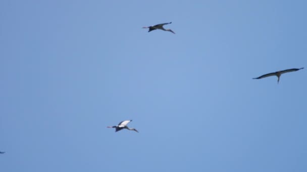 Flock av Openbill fåglar i blå himmel — Stockvideo